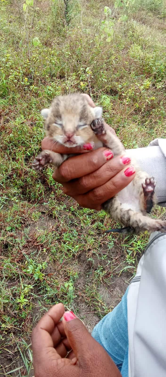 आई आणि पिल्लांची भेट घालून देण्यासाठी वनविभाग , प्राणी मित्रांनी केलेले प्रयत्न निष्फळ ठरले.