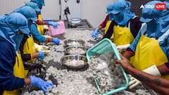 पहले लगा झटका, अब शानदार 'कमबैक' की तैयारी; ट्रंप के टैरिफ को इस इंडस्ट्री ने दिखाया ठेंगा