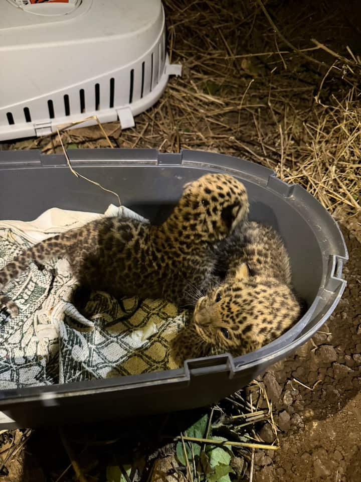 यातून बिबट्याच्या पिल्लांना मानवी स्पर्श झाला. मानवी स्पर्श झाल्यामुळे मादी बिबट्याने पिल्लांना जवळ घेतले नाही .