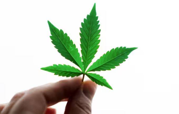 ਭੰਗ ਦੇ ਪੌਦੇ ਦੇ ਪੱਤਿਆਂ ਅਤੇ ਫੁੱਲਾਂ ਨੂੰ ਸੁਕਾ ਕੇ ਮਾਰਿਜੁਆਨਾ ਪ੍ਰਾਪਤ ਕੀਤਾ ਜਾਂਦਾ ਹੈ। ਇਸ ਵਿੱਚ THC (ਟੈਟਰਾਹਾਈਡ੍ਰੋਕਾੱਨਾਬਿਨੋਲ) ਨਾਮਕ ਇੱਕ ਰਸਾਇਣ ਹੁੰਦਾ ਹੈ, ਜੋ ਸਿੱਧਾ ਦਿਮਾਗ ਨੂੰ ਪ੍ਰਭਾਵਿਤ ਕਰਦਾ ਹੈ। ਮਾਰਿਜੁਆਨਾ ਨੂੰ ਦਰਮਿਆਨੀ ਤੌਰ 'ਤੇ ਨਸ਼ਾ ਕਰਨ ਵਾਲਾ ਮੰਨਿਆ ਜਾਂਦਾ ਹੈ। ਇਹ ਮੂਡ, ਸੋਚ ਅਤੇ ਸਮੇਂ ਦੀ ਭਾਵਨਾ ਨੂੰ ਪ੍ਰਭਾਵਿਤ ਕਰਦਾ ਹੈ, ਪਰ ਇਸਨੂੰ ਅਫੀਮ ਜਿੰਨਾ ਖ਼ਤਰਨਾਕ ਨਹੀਂ ਮੰਨਿਆ ਜਾਂਦਾ।