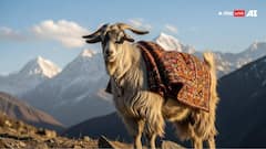 कितने में आती है चांगथांगी बकरी, जिसकी ऊन से बनती है पश्मीना शॉल?