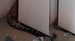 Nagpur Leopard : नागपूरच्या भर वस्तीतील इमारतीच्या तळमजल्यावर बिबट्या शिरला; पोलीस आणि वन विभागाकडून रेस्क्यू ऑपरेशन