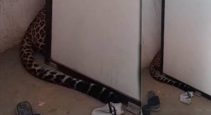 अशातच नागपूरच्या भांडेवाडी परिसरात एका इमारतीच्या तळमजल्यावर बिबट शिरल्याची माहिती समोर आली आहे.