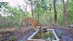 Tiger Returns To Gujarat After 32 Years As Young Big Cat Settles In Ratan Mahal