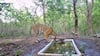 Tiger Returns To Gujarat After 32 Years As Young Big Cat Settles In Ratan Mahal