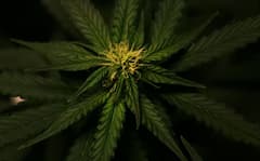 ਅਫੀਮ, ਗਾਂਜਾ, ਹਸ਼ੀਸ਼ ਅਤੇ ਭੰਗ... ਇਨ੍ਹਾਂ ਚੋਂ ਕਿਹੜਾ ਸਭ ਤੋਂ ਵੱਧ ਨਸ਼ੀਲਾ ?