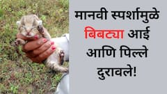 Chatrapati Sambhaji Nagar: फोटोच्या नादात बिबट्याचं पिल्लू आईपासून दुरावलं!जाणून घ्या नक्की काय घडलं...