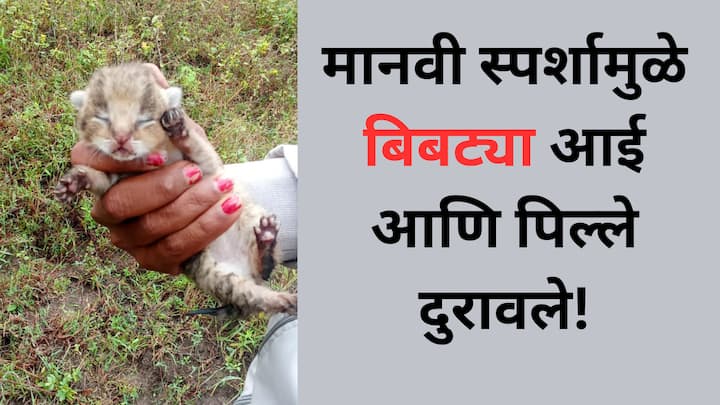 Chatrapati Sambhaji Nagar: छत्रपती संभाजीनगरच्या वैजापूर तालुक्यातील बिरोळा जिरे येथील शेतवस्तीत मादी बिबट्या पिल्लांसह दिसली.