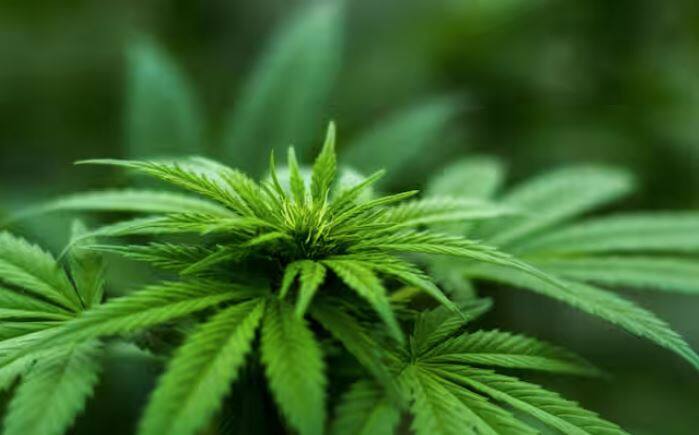 ਅਫੀਮ ਇੱਕ ਸਖ਼ਤ, ਚਿਪਚਿਪਾ ਰਸ ਹੈ ਜੋ ਅਫੀਮ ਪੋਸਤ ਦੇ ਪੌਦੇ ਦੁਆਰਾ ਪੈਦਾ ਹੁੰਦਾ ਹੈ। ਜਦੋਂ ਫਲੀਆਂ ਕੱਟੀਆਂ ਜਾਂਦੀਆਂ ਹਨ, ਤਾਂ ਚਿੱਟਾ, ਦੁੱਧ ਵਰਗਾ ਤਰਲ ਜੋ ਨਿਕਲਦਾ ਹੈ ਉਹ ਹਵਾ ਦੇ ਸੰਪਰਕ ਵਿੱਚ ਆਉਣ 'ਤੇ ਭੂਰਾ ਹੋ ਜਾਂਦਾ ਹੈ। ਇਸ ਸੁੱਕੇ ਪਦਾਰਥ ਨੂੰ ਅਫੀਮ ਕਿਹਾ ਜਾਂਦਾ ਹੈ। ਇਸ ਵਿੱਚ ਬਹੁਤ ਜ਼ਿਆਦਾ ਨਸ਼ਾ ਕਰਨ ਵਾਲੇ ਪਦਾਰਥ ਹੁੰਦੇ ਹਨ ਜਿਵੇਂ ਕਿ ਮੋਰਫਿਨ ਅਤੇ ਕੋਡੀਨ।