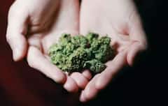 ਅਫੀਮ, ਗਾਂਜਾ, ਹਸ਼ੀਸ਼ ਅਤੇ ਭੰਗ... ਇਨ੍ਹਾਂ ਚੋਂ ਕਿਹੜਾ ਸਭ ਤੋਂ ਵੱਧ ਨਸ਼ੀਲਾ ?