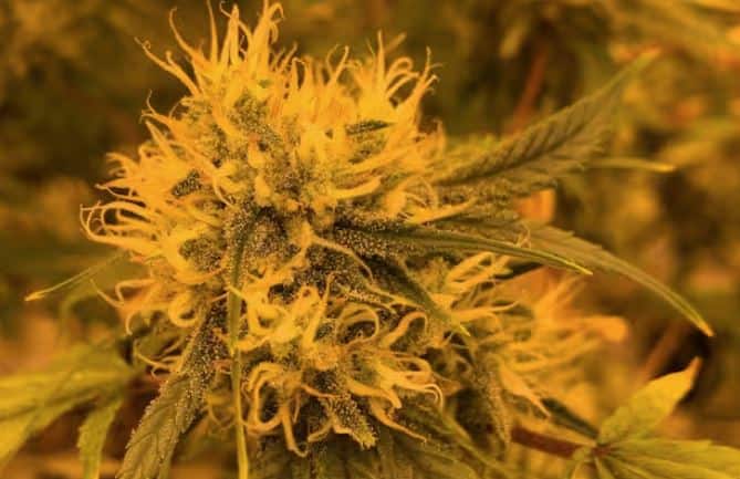 ਭੰਗ ਪੌਦੇ ਦੇ ਪੱਤਿਆਂ ਨੂੰ ਸੁਕਾ ਕੇ ਅਤੇ ਪੀਸ ਕੇ ਬਣਾਇਆ ਜਾਂਦਾ ਹੈ। ਭਾਰਤ ਵਿੱਚ ਹੋਲੀ ਵਰਗੇ ਤਿਉਹਾਰਾਂ ਦੌਰਾਨ ਇਸਦਾ ਸੇਵਨ ਆਮ ਹੈ। ਕਾਨੂੰਨ ਸੀਮਤ ਮਾਤਰਾ ਵਿੱਚ ਇਸਦੀ ਆਗਿਆ ਦਿੰਦਾ ਹੈ। ਭੰਗ ਨਸ਼ੇ ਦਾ ਸਭ ਤੋਂ ਹਲਕਾ ਰੂਪ ਹੈ। ਇਹ ਸਰੀਰ ਨੂੰ ਆਰਾਮ ਦਿੰਦਾ ਹੈ, ਪਰ ਜ਼ਿਆਦਾ ਸੇਵਨ ਨੁਕਸਾਨਦੇਹ ਹੋ ਸਕਦਾ ਹੈ।