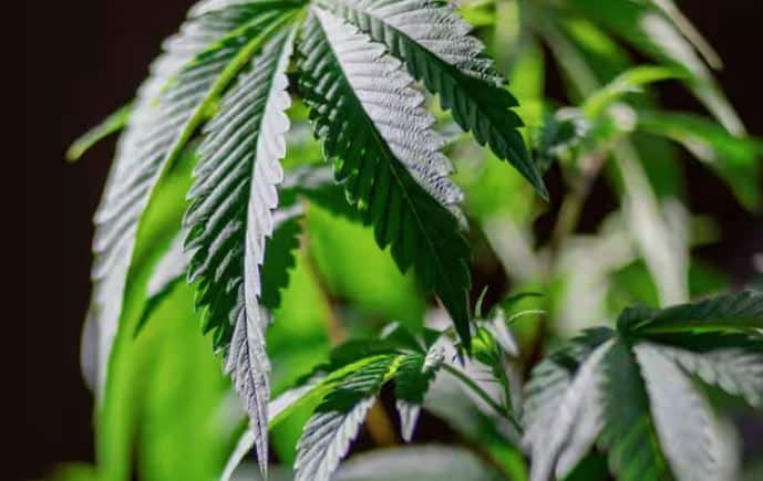 ਅਫੀਮ ਦਾ ਬਹੁਤ ਤੇਜ਼ ਪ੍ਰਭਾਵ ਹੁੰਦਾ ਹੈ, ਜੋ ਨਾੜਾਂ ਨੂੰ ਸੁੰਨ ਕਰ ਦਿੰਦਾ ਹੈ। ਇਹ ਪ੍ਰਭਾਵ ਲੰਬੇ ਸਮੇਂ ਤੱਕ ਰਹਿੰਦਾ ਹੈ, ਅਤੇ ਨਸ਼ੇ ਦੀ ਸੰਭਾਵਨਾ ਜ਼ਿਆਦਾ ਹੁੰਦੀ ਹੈ।