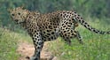Nagpur Leopard : नागपूरच्या भर वस्तीतील इमारतीच्या तळमजल्यावर बिबट्या शिरला; पोलीस आणि वन विभागाकडून रेस्क्यू ऑपरेशन