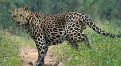 Nagpur Leopard : नागपूरच्या भर वस्तीतील इमारतीच्या तळमजल्यावर बिबट्या शिरला; पोलीस आणि वन विभागाकडून रेस्क्यू ऑपरेशन