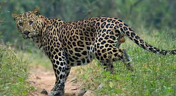 Nagpur Leopard: राज्यातील अनेक शहरी भागात बिबट्या आढळून येत असल्याच्या घटना समोर येत आहे.