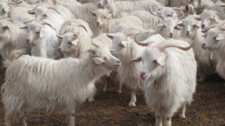 भारत में एक चांगथांगी बकरी की औसत कीमत 10,000 रुपये से 12,000 रुपये तक होती है, लेकिन यह तो सामान्य दर है. बकरी की उम्र, ऊन की गुणवत्ता, सेहत और प्रजनन क्षमता जैसी चीजें कीमत को ऊपर-नीचे करती रहती हैं.