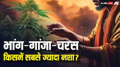 अफीम, गांजा, चरस और भांग... सबसे ज्यादा किसमें होता है नशा, कौन सी चीज कैसे बनती है?