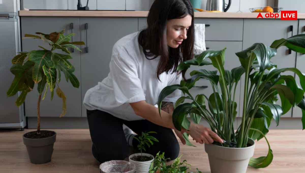 आपके बगीचे में  बढ़ जाएंगे ढेर सारे फूल , बस इस चीज का करें इस्तेमाल