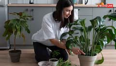 आपके बगीचे में  बढ़ जाएंगे ढेर सारे फूल , बस इस चीज का करें इस्तेमाल