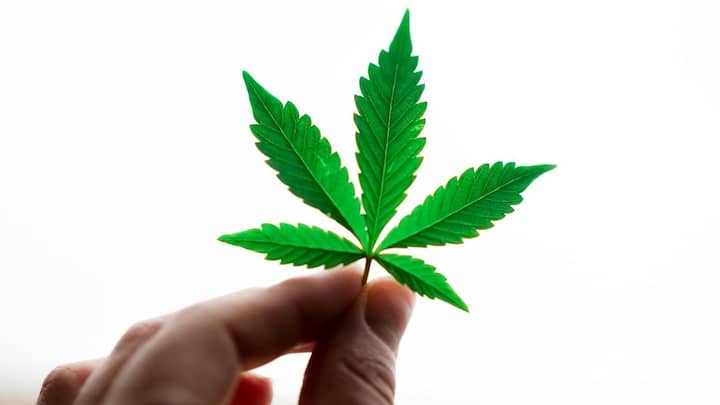 गांजा भांग के पौधे की पत्तियों और फूलों को सुखाकर मिलता है. इसमें THC (Tetrahydrocannabinol) नाम का रसायन होता है, जो दिमाग पर सीधे असर डालता है. गांजे का नशा मध्यम स्तर का माना जाता है. यह मूड, सोच और टाइम-सेंस को प्रभावित करता है, लेकिन ओपियम जितना खतरनाक नहीं माना जाता है.