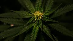 अफीम, गांजा, चरस और भांग... सबसे ज्यादा किसमें होता है नशा, कौन सी चीज कैसे बनती है?