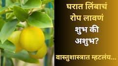घरात लिंबाचं रोप लावणं शुभ की अशुभ? 'या' ग्रहाशी असतो थेट संबंध; वाचा वास्तूशास्त्राचे नियम