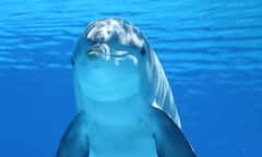 चिल्का झील से लेकर लक्षद्वीप तक, भारत की 5 मशहूर जगह जहां आपको आसानी से दिख सकती है डॉल्फिन