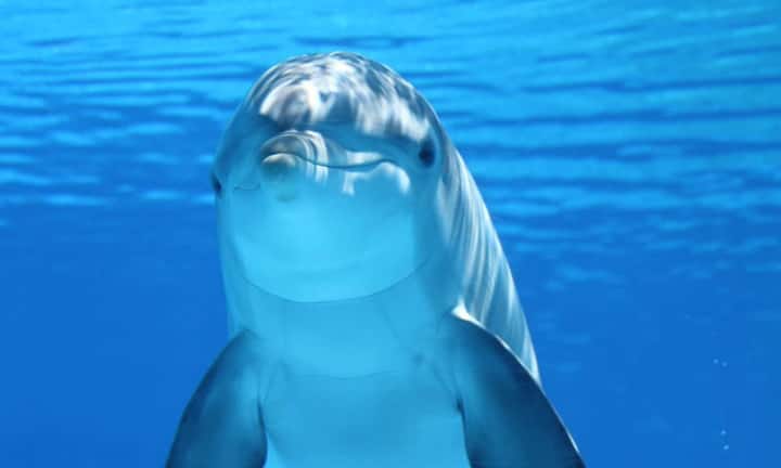 While famous for beaches and holidays, Goa is also a favorite place for dolphin watching. Indo Pacific, humpback and bottlenose dolphins are often seen in the sea here. It can be easily seen especially around Singarium, Candolim, Calangute and Palolem beaches. October to May is considered the best time to see dolphins in Goa.