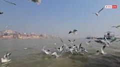 काशी में सर्दी की दस्तक के साथ पहुंचे साइबेरियन पक्षी, गंगा घाटों पर बढ़ी रौनक