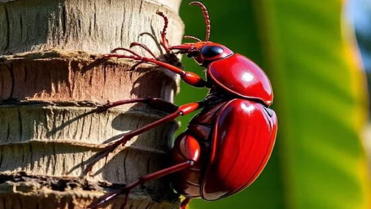 தென்னையில் சிவப்பு கூண் வண்டு தாக்குதலா... வேளாண் துறை கொடுத்த அட்வைஸ்