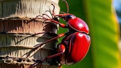 தென்னையில் சிவப்பு கூண் வண்டு தாக்குதலா... வேளாண் துறை கொடுத்த அட்வைஸ்