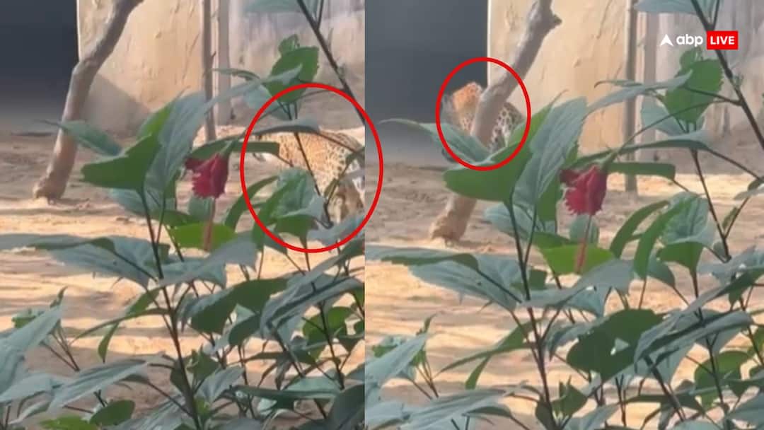 Leopard Walks Into Sachin Pilot’s Neighbourhood In Rajasthan