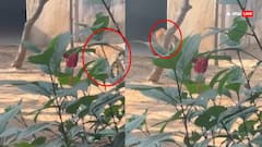 Leopard Walks Into Sachin Pilot’s Neighbourhood In Rajasthan