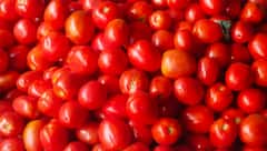 टमाटर-प्याज की महंगे दामों से राहत, दिल्ली में अब इतने रुपये किलो में होगी बिक्री