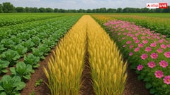 एक ही खेत में कैसे उगा सकते हैं फूल, सब्जी और अनाज, किसान भाई सीख लें फायदे का सौदा