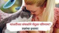 Mental Illness Risk : पाळीव मांजरी तुमच्या मानसिक आरोग्यासाठी धोकादायक? जाणून घ्या नवा निष्कर्ष!