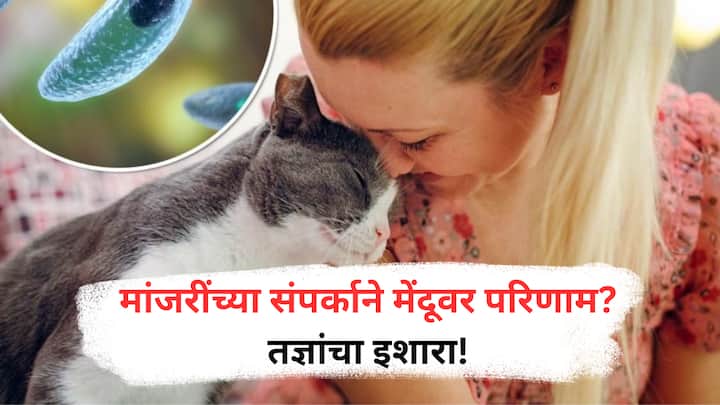Mental Illness Risk : नव्या अभ्यासानुसार, अनुवंश आणि मेंदूतील बदलांसोबतच पाळीव मांजरींचा संपर्कही स्किझोफ्रेनियाचा धोका वाढवू शकतो असा संकेत मिळतो.