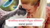 Mental Illness Risk : पाळीव मांजरी तुमच्या मानसिक आरोग्यासाठी धोकादायक? जाणून घ्या नवा निष्कर्ष!