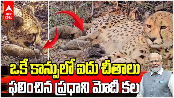 Mukhi Cheetah Given birth Five Cubs | ఫలించిన ప్రాజెక్ట్ చీతా...కునో నేషనల్ పార్క్ లో సంబరాలు | ABP Desam