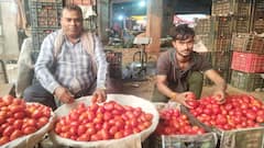 टमाटर फिर हुआ महंगा: बारिश से फसल को नुकसान, खुदरा बाजार में 80 रुपये प्रति किलो तक पहुंचा दाम
