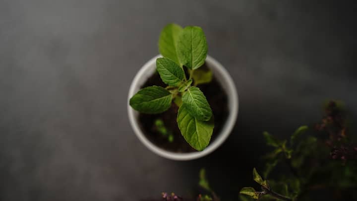 Tulsi: Five leaves. Empty stomach. Every morning. That's it. Sounds almost stupid in its simplicity, but tulsi blocks viruses from attaching to cells in the respiratory tract. Not might block—actually blocks. The research is there. Brewing it with ginger and black pepper works too, though chewing the raw leaves hits differently. (Image Source: Canva)