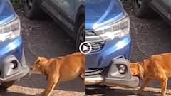 Video: जबड़े से उखाड़ फेंका कार का बंपर, वजह जान पकड़ लेंगे माथा, गोवा में कुत्ते की हरकत का वीडियो वायरल