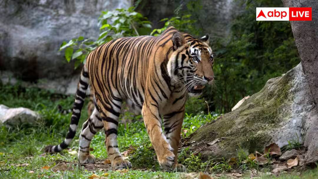 madhya pradesh in top 50 travel list 2026 and why it is becoming a must visit hotspot for nature lovers  વિશ્વના Top-50 ફરવા લાયક સ્થળોમાં ભારતના આ રાજ્યનો સમાવેશ, તમે પણ અહીં ફરવા જવાનો બનાવી શકો છો પ્લાન