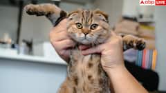 घर में पाल रखी है बिल्ली तो हो जाएं सावधान, आपको हो सकता है सीरियस मेंटल डिसऑर्डर