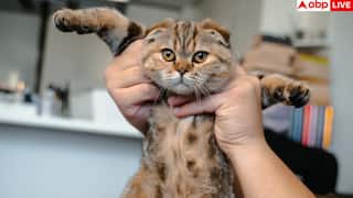 Cat Ownership: घर में पाल रखी है बिल्ली तो हो जाएं सावधान, आपको हो सकता है सीरियस मेंटल डिसऑर्डर