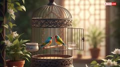 Islam: क्या पक्षियों को पिंजरे में रखना हराम है? कुरान और हदीस में छिपा है इससे जुड़ा रहस्य!