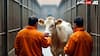 Tihar Cow Therapy: तिहाड़ की गौशाला में चल रही काऊ थैरेपी, यह क्या है और कैदियों के लिए कितनी फायदेमंद?