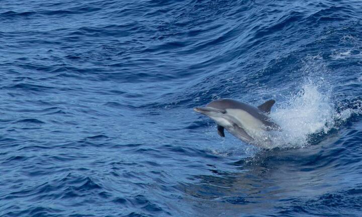 Bottlenose, spinner and Indo Pacific humpback dolphins are also often seen in the clear waters of Andaman and Nicobar. Havelock Island and North Bay are especially famous for dolphin cruises. The best time to see dolphins here is considered to be from November to April.