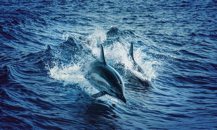The clear and calm waters of Lakshadweep are considered the best place to see spinner and common dolphins. Seeing these dolphins jumping and roaming in the water is a different experience for any wildlife lover. The dry season from November to March in Lakshadweep is considered the best time to see dolphins.