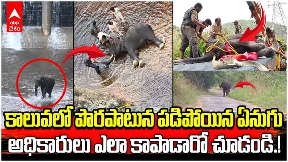 Shivanasamudra Elephant Rescue | ఏనుగును కాపాడే రెస్క్యూ ఆపరేషన్ చూశారా.? | ABP Desam